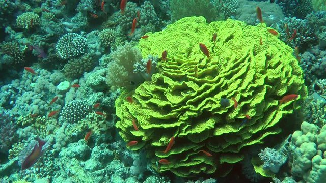 A large colony of Yellow Scroll Coral (Turbinaria reniformis), above it float brightly colored fish.

