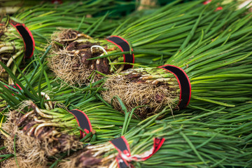 Close-up of fresh green onion