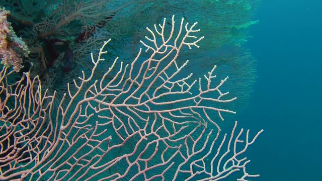 Gorgonian fan coral branch (Subergorgia mollis), close-up.

