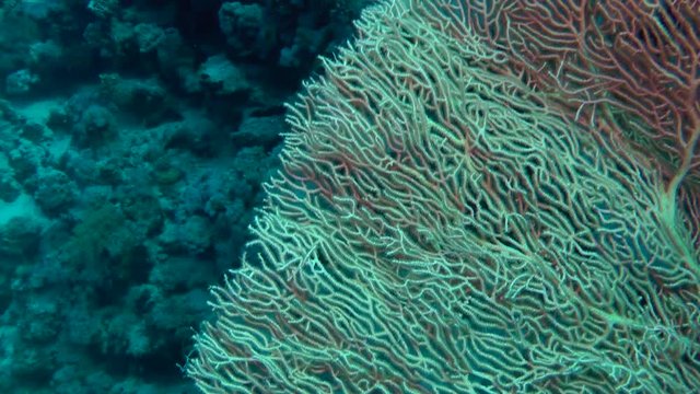 The camera moves slowly along the edge of Gorgonian fan coral (Subergorgia mollis), medium shot.
