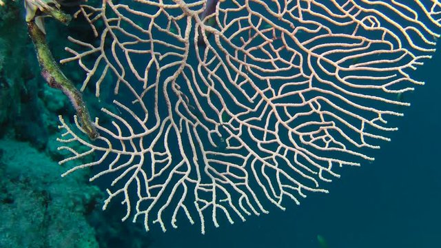 Gorgonian fan coral branch (Subergorgia mollis), close-up.
