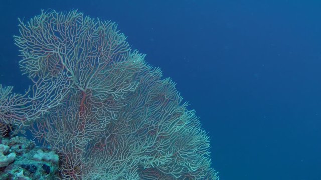 Bush of Gorgonian fan coral (Subergorgia mollis) against the background of the blue water column, wide shot.
