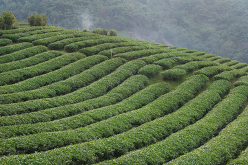 Tea plantation on mountain landscape