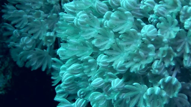 Pulsatory colony of White pulse soft coral (Heteroxenia fuscescens), close-up.
