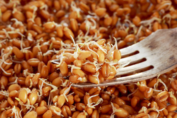 Germinated wheat grains