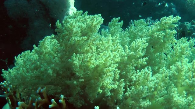 The camera slowly moves past the thicket of Tree soft coral.
