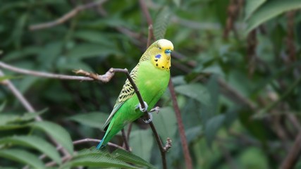 Colourful singing Budgie © Simon Dux Media