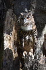 Eagle Owl in Tree