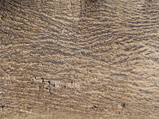 tree texture wallpaper