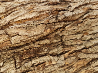 wooden texture background