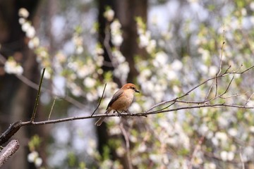 Bull-headed shrike (Lanius bucephalus) in Japan - モズ