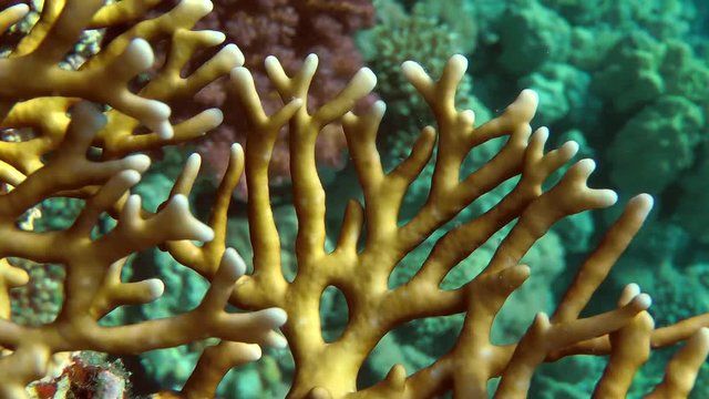 The branches of Net Fire Coral (Millepora dichotoma), close-up.
