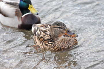 Pair of Mallard Ducks swimming together in water