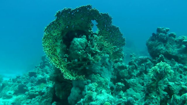 The camera slowly approaches the Net Fire Coral bush (Millepora dichotoma) in the form of a large bowl, that grows on the reef ridge.
