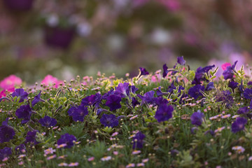 Obraz premium Dubai miracle garden