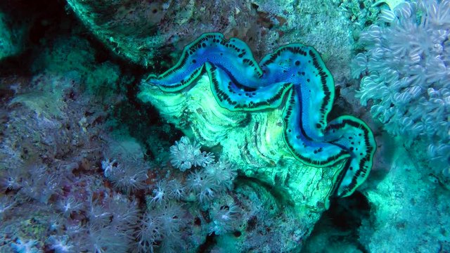 Giant Clam (Tridacna gigas) among the corals on the reef slope, medium shot.
