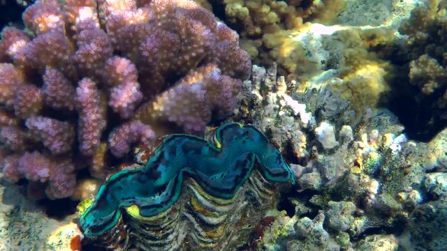 Giant Clam (Tridacna gigas) among the corals on the reef slope, medium shot.
