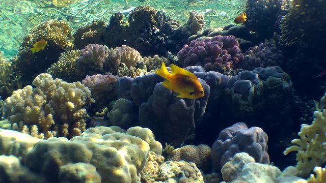 Scenic picture of different types of colorful coral at the top of reef on the background of the water surface.
