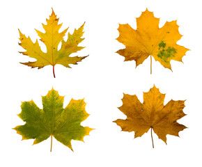 Set the autumn maple branch with leaves isolated