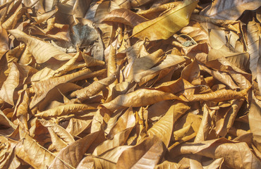 dry leaf pile on the ground