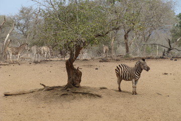 Zebra underm Baum