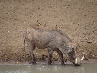 Warzenschwein