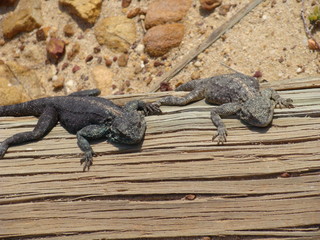 Echsen beim Sonnenbad