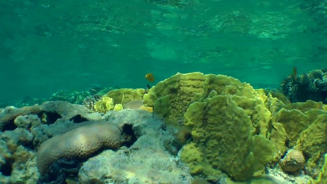 Bladed Fire Coral (Millepora complanata) and various kinds of colorful corals at the top of reef on the background of the water surface.
