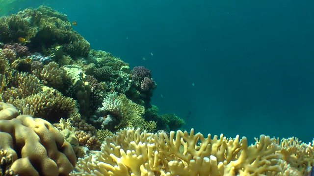 Net Fire Coral (Millepora dichotoma) and various kinds of bright corals on the top of the reef on the background of the water column.
