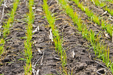 Young green wheat plants on field at early spring