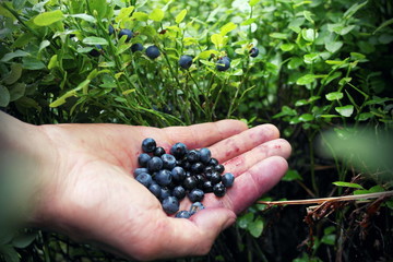 A handful of blueberries