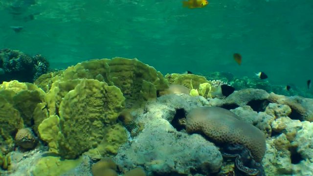 Bladed Fire Coral (Millepora complanata) and various kinds of colorful corals at the top of reef on the background of the water surface.
