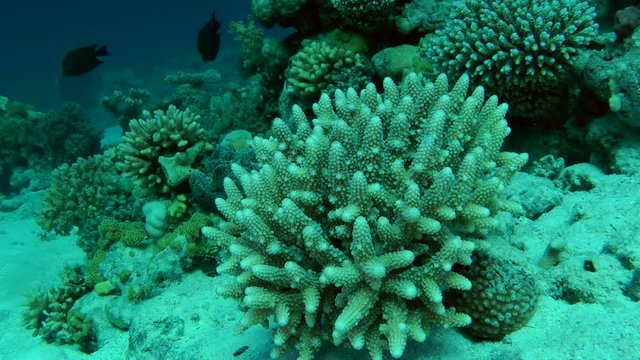 Bush Staghorn coral (Acropora sp.) against the background of a coral garden.
