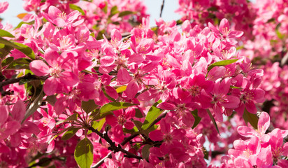 Blooming of pink paradise apple tree closeup.