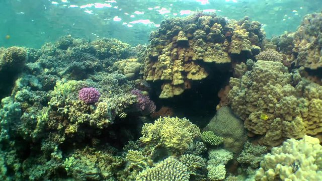 Beautiful picture of a reef with different types of coral and fish swimming around.
