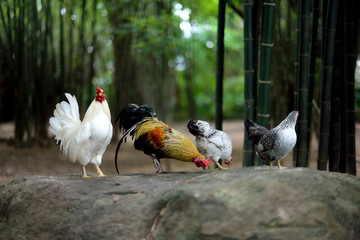 Closeup chickens on the rock at bamboo background