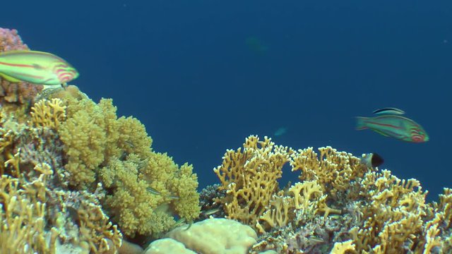 Amazing picture of a coral reef with various kinds of coral and brightly colored fish.
