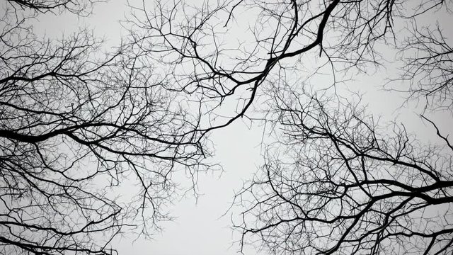 Walking and Looking up at a Crones of Autumn Trees Without Leaves. Dry Bare Autumn Trees View From the Bottom up