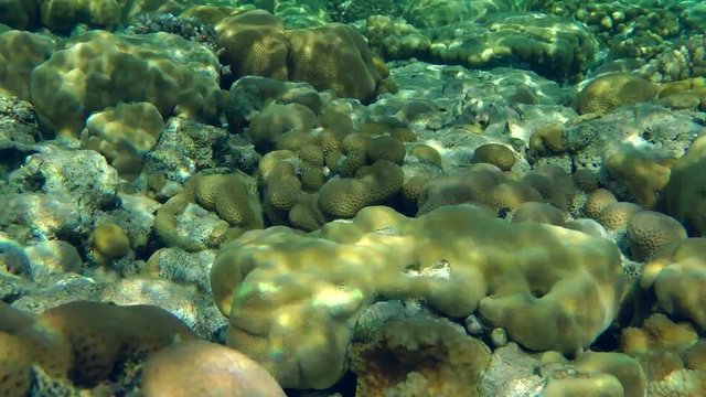 The game of sunlight on coral shallow water.
