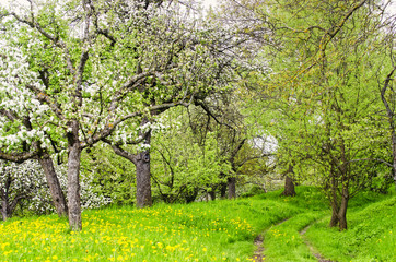 Fototapeta na wymiar Weg durch Frühlingslandschaft mit blühenden Apfelbäume
