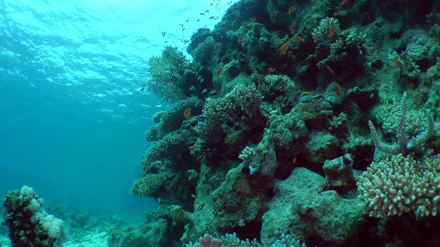 The slope of a coral reef with numerous bushes of corals and fish, a wide shot.

