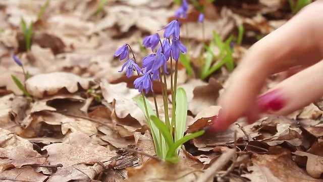 Snowdrop spring flowers. Delicate Snowdrop flower is one of the spring symbols telling us winter is leaving and we have warmer times ahead. Fresh green well complementing the blue blossoms.
