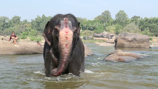Beautiful playful elephant Lakshmi bathing in the river in Hampi.