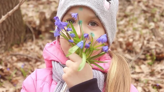 Snowdrop spring flowers. Delicate Snowdrop flower is one of the spring symbols telling us winter is leaving and we have warmer times ahead. Fresh green well complementing the blue blossoms.