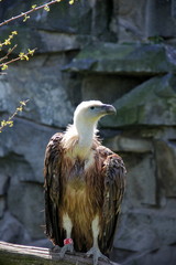 Geier
