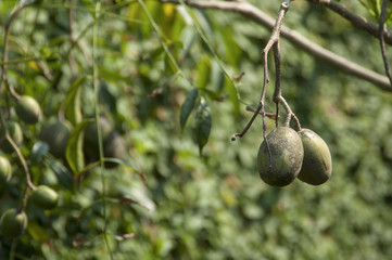 The fruit of the Thai olive trees hanging from the branches down.