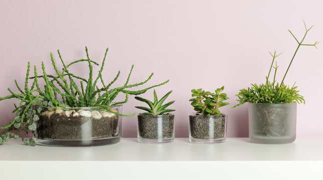 small pots with succulent plants