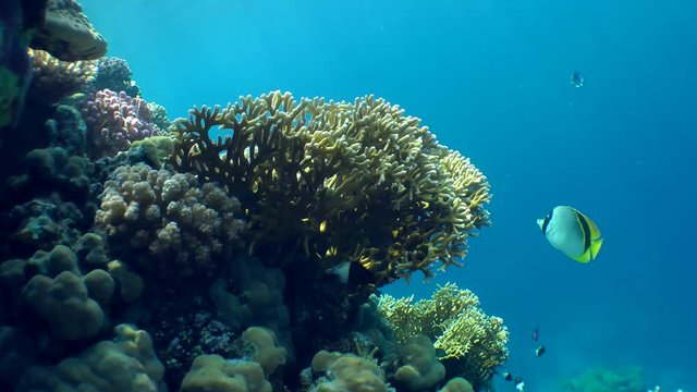 Net Fire Coral (Millepora dichotoma), Glare of sunlight on colorful corals near the water surface.
