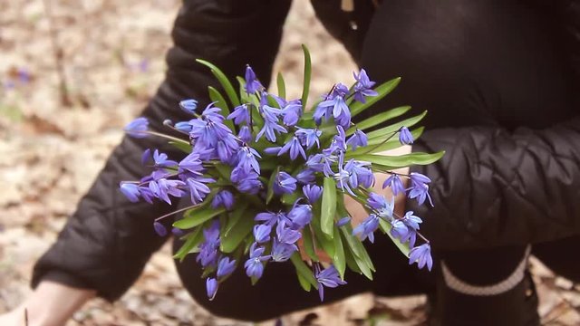 Snowdrop spring flowers. Delicate Snowdrop flower is one of the spring symbols telling us winter is leaving and we have warmer times ahead. Fresh green well complementing the blue blossoms.