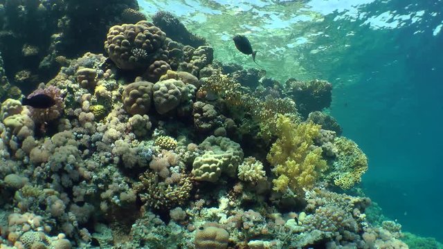 A variety of hard and soft corals on the slope of the coral reef, sunny, wide shot.
